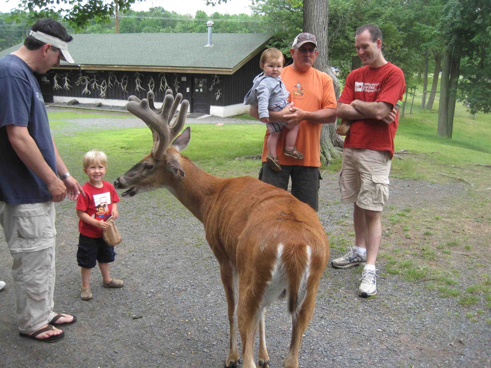 feeding deer