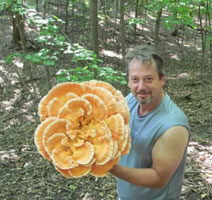 chicken of the woods mushrooms