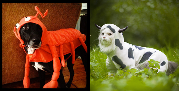 Pets Costume