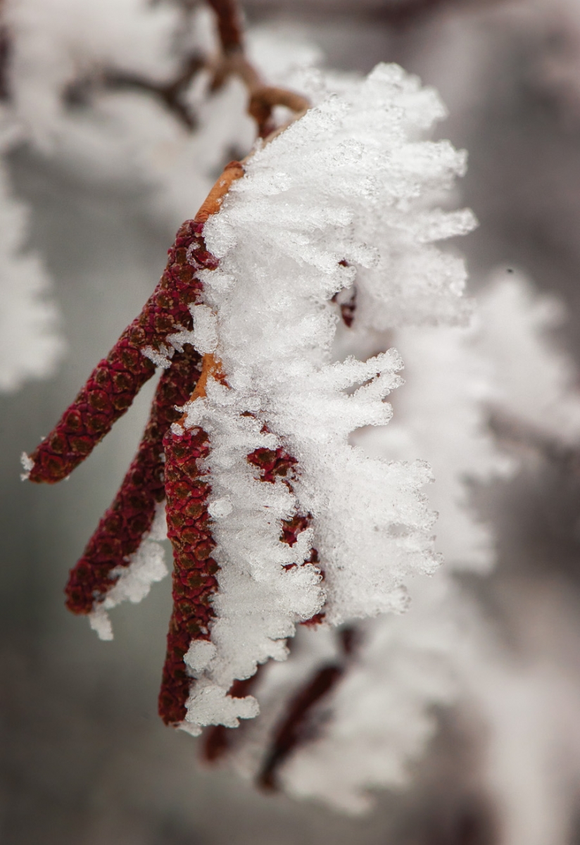 hoarfrost, Minnesota, beautiful winter photos, minnesota scenery, Winter Phenomena, Winter wonder