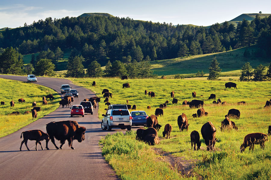 Custer State Park, Bison, South Dakota State Parks, National Parks, fall trips, travel