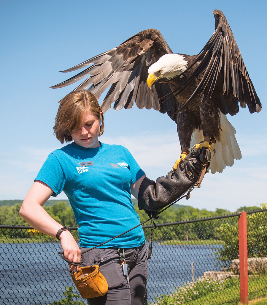 A handler with a bald eagle person on her arm.