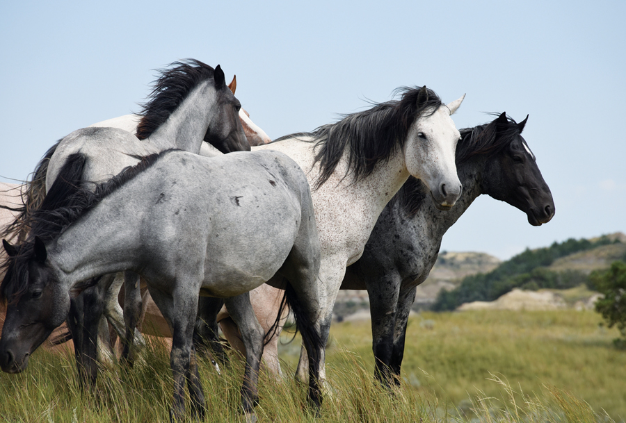 A group of wild horses.