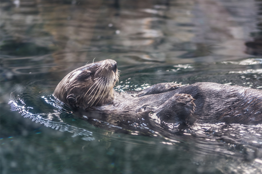 An otter swimming at the Minnesota Zoo.