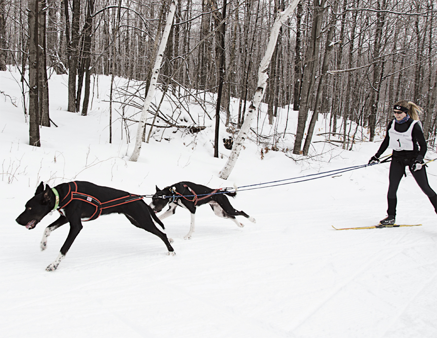 Sierra Anderson skijors on Duluth's Spirit Mountain with eurohounds Ajax and Tramper.