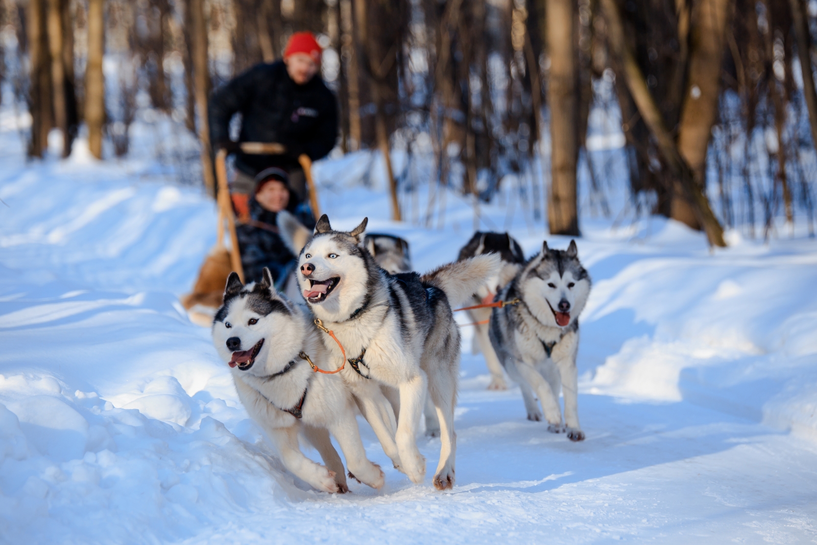 Dog sledding. Photo by Maria Moskvitsova/Fotolia