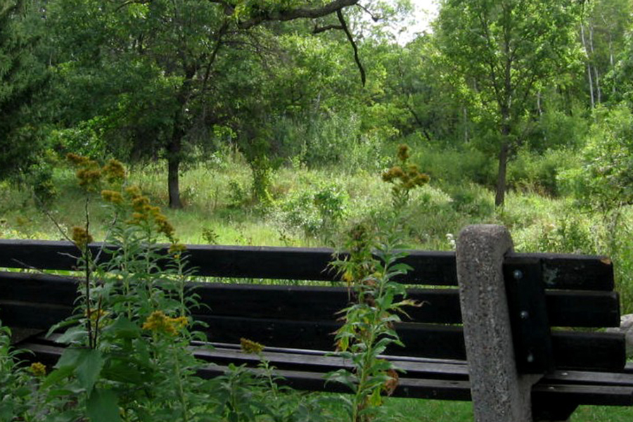 A bench at the Eloise Butler Wildflower Garden in Minneapolis, Minnesota.