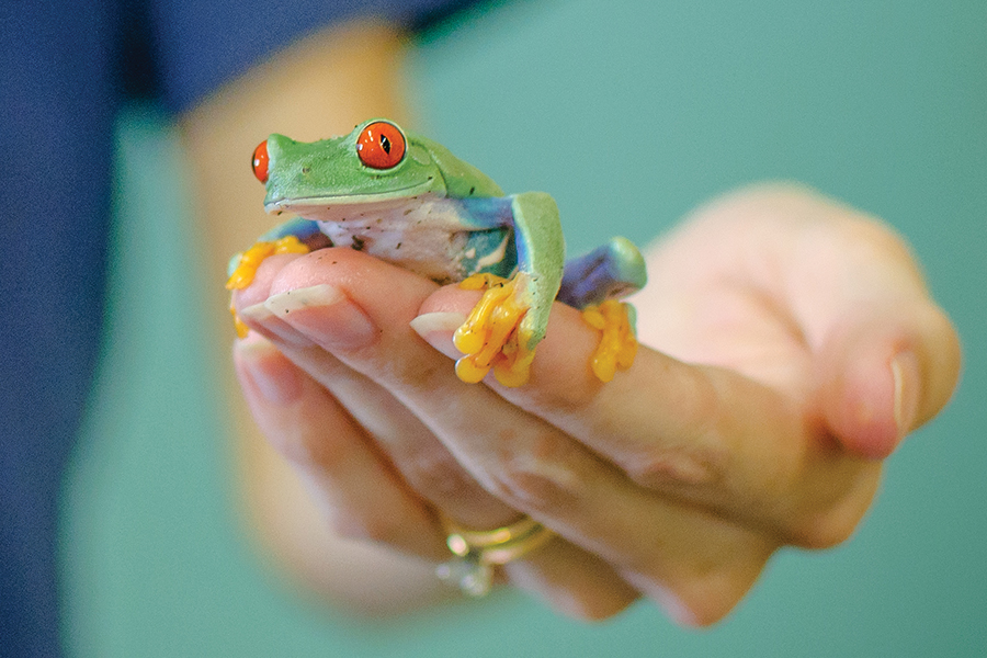 A close up of a woman holding a tree frog at the Reptile and Amphibian Discovery Zoo in Owatonna, MN.