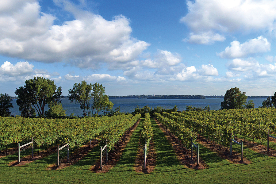 The vineyard overlooking a lake at The Winery at Sovereign Estate in Waconia, Minnesota.