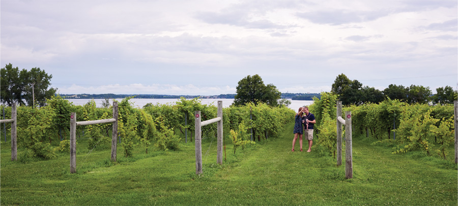 People walking through the vineyard at The Winery at Sovereign Estate.