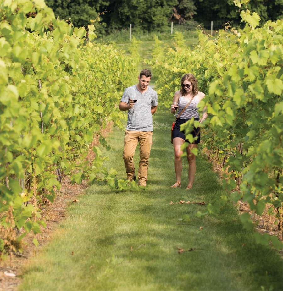 Two people walking through the vineyard at 7 Vines Vineyard.