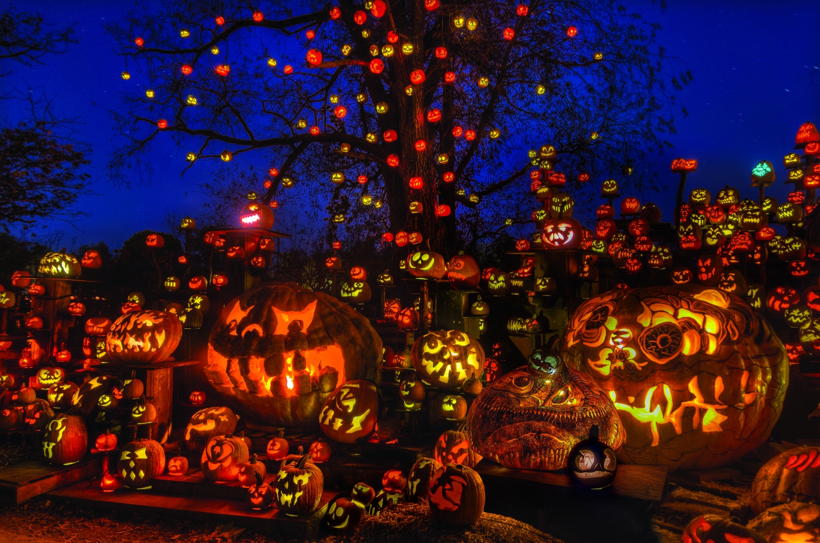 The Jack-O-Lantern Spectacular at the Minnesota Zoo lines the trail with thousands of illuminated pumpkins. Courtesy Minnesota Zoo.