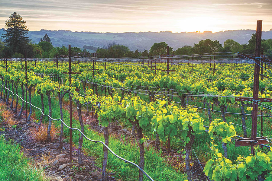 A vineyard in California at sunrise with rolling hills in the background.