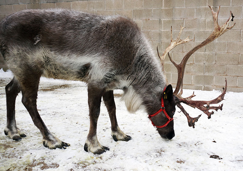 santa's reindeer