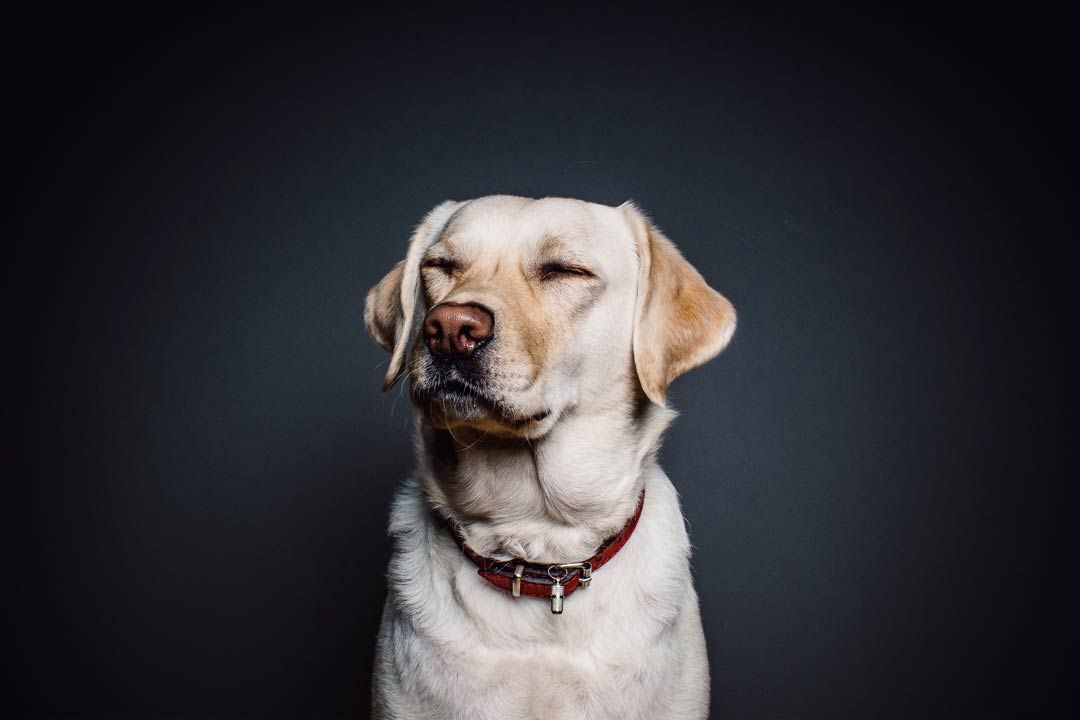 Photo of a yellow lab