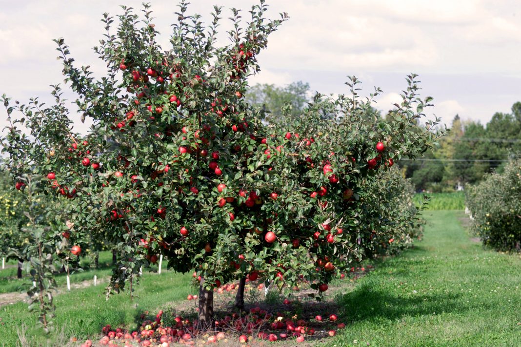 fall apple picking