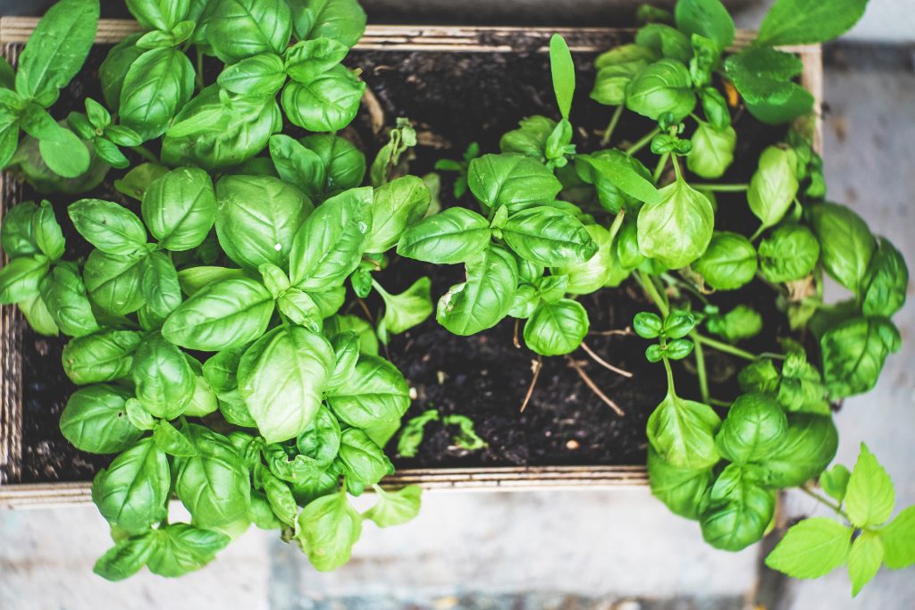 Basil in an herb planter