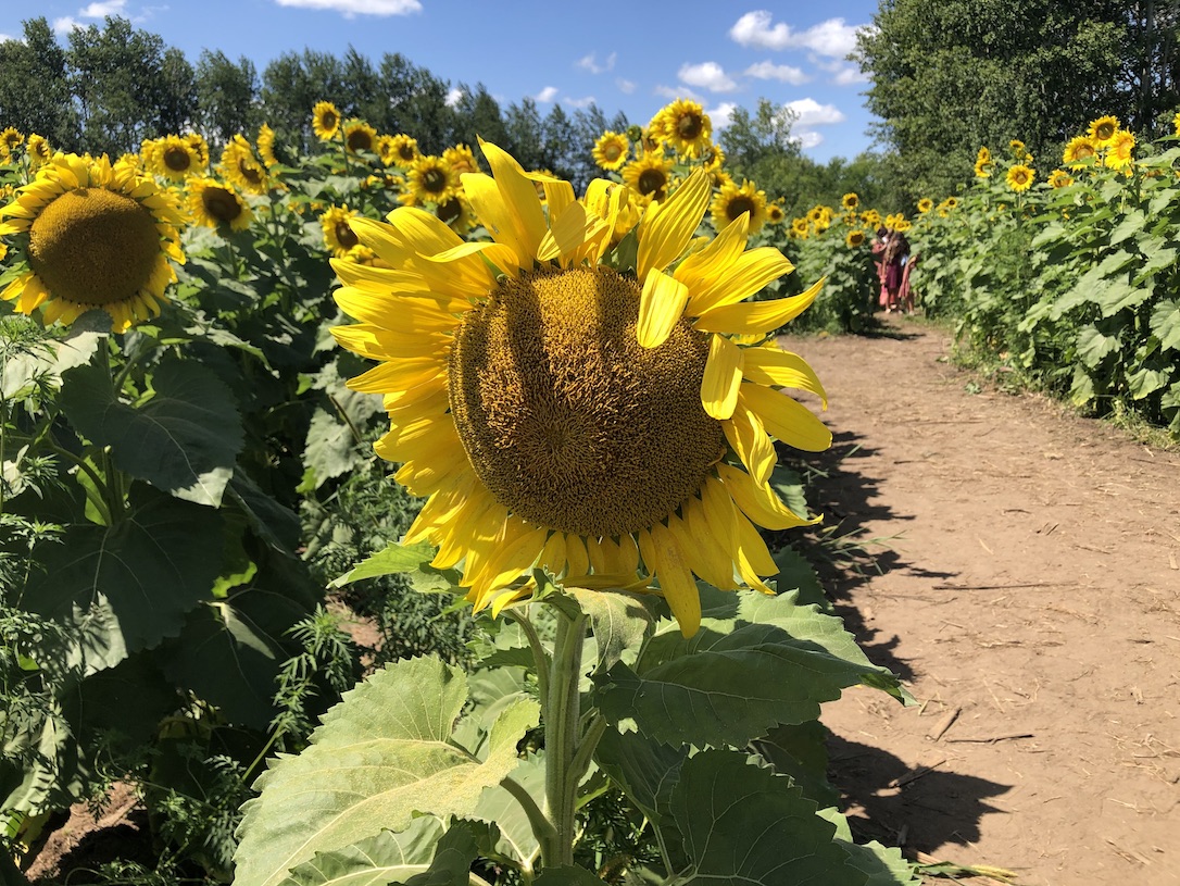 A Visit To A Sunflower Field Is What Everyone Needs This Summer Minnesota Monthly