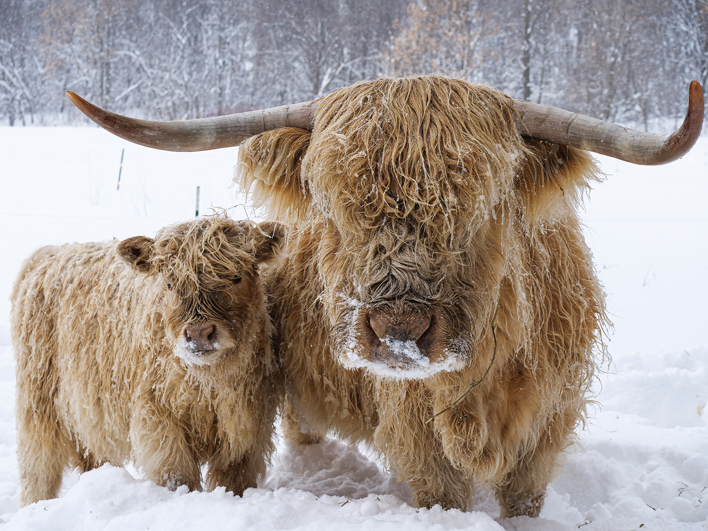 Cassia and her calf Snowball, two Scottish Highland cattle in Minnesota
