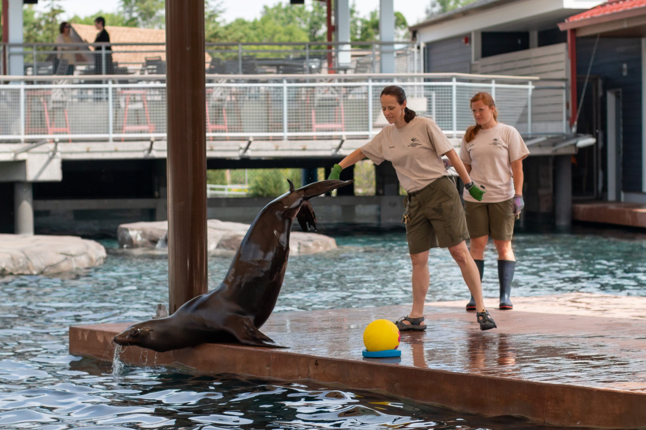 Columbus Zoo announces arrival of 10 California sea lions, 4 harbor seals