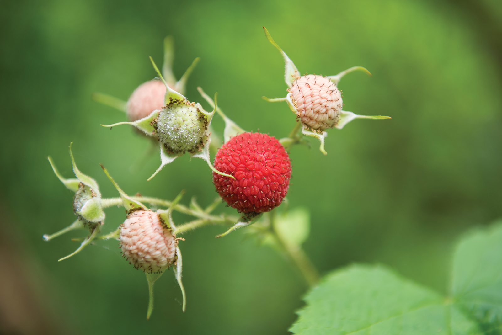 The berry end: Owners of Finke's Berry Farm retiring after this