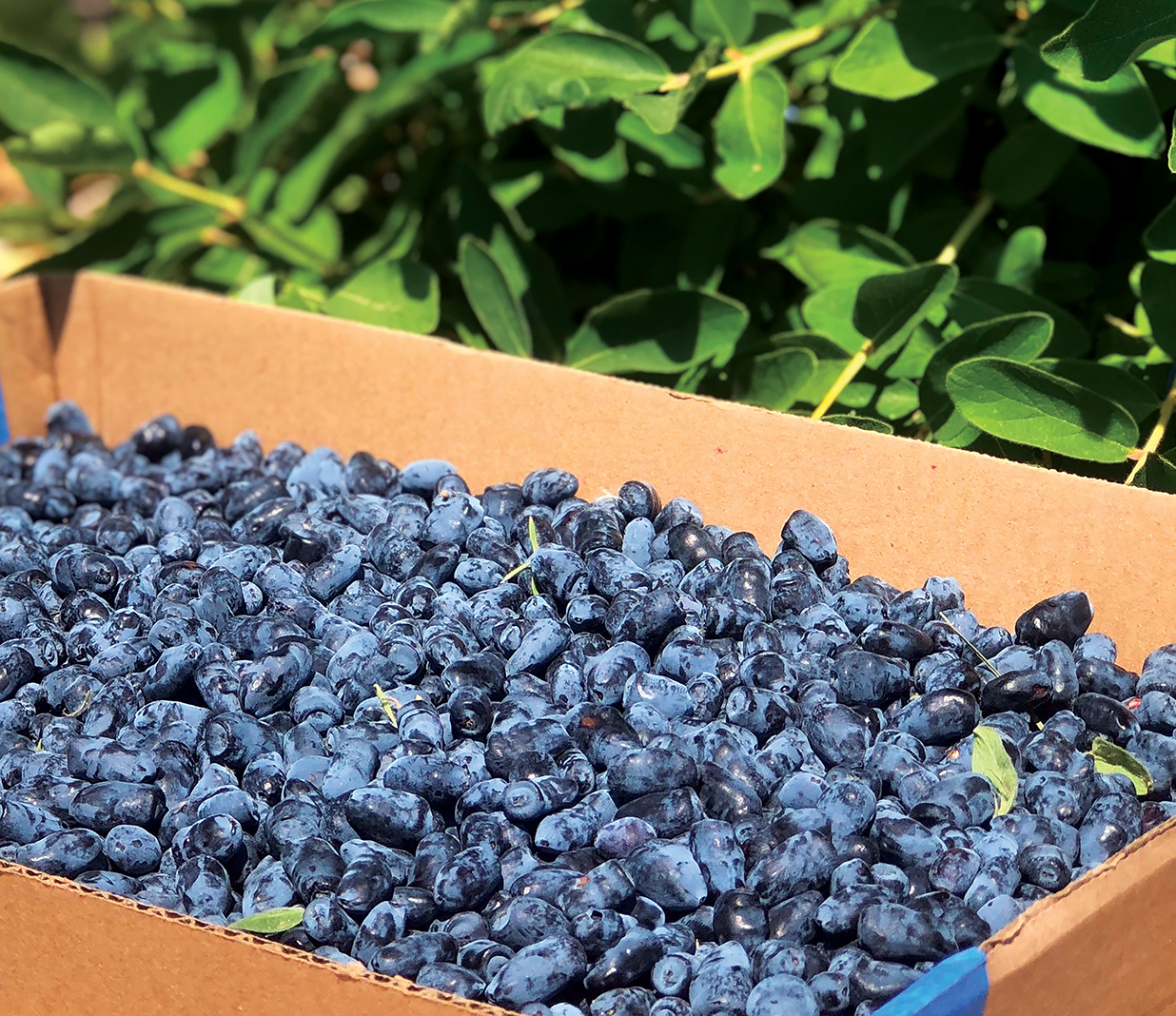 Best Blueberry Picking Spots in Rochester, Minnesota