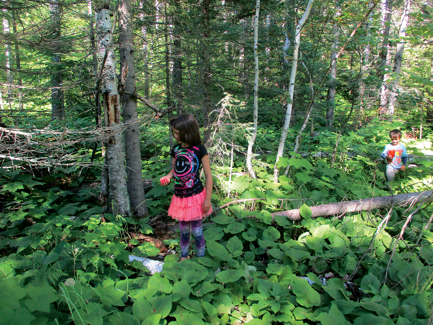 Blueberry Picking on the North Shore