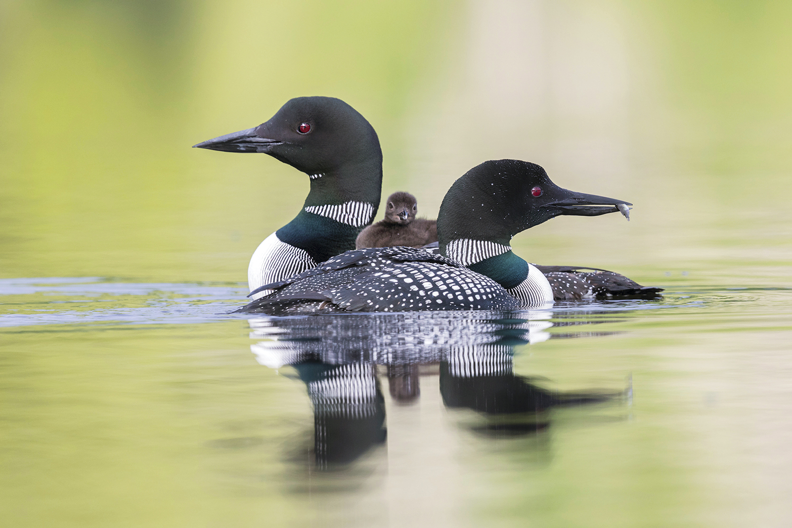 Although the common loon is not an endangered species, it may disappear from Minnesota by 2080