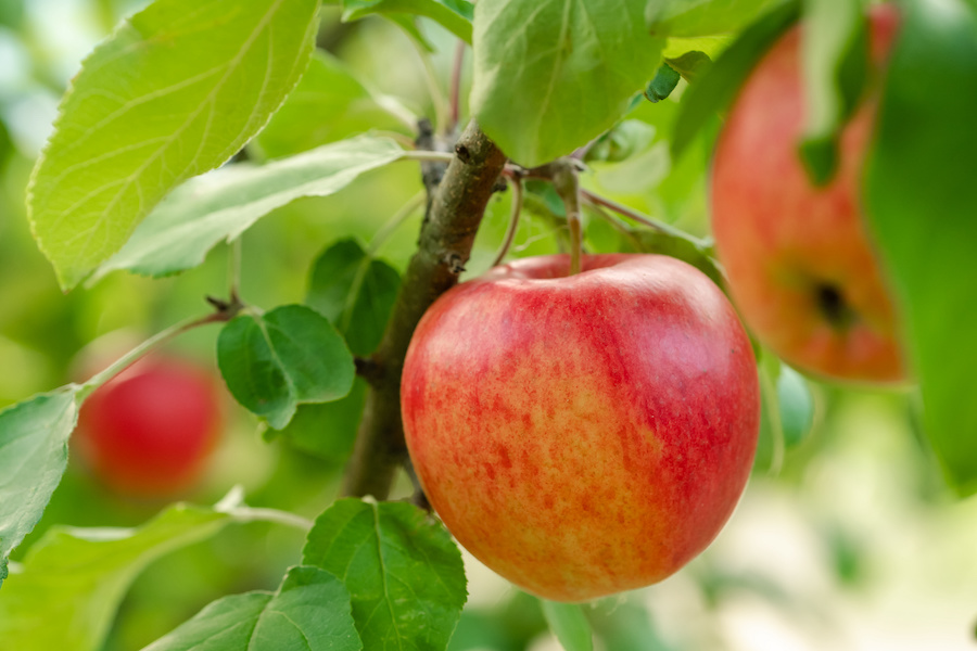 When the Gala apples are ripe, you know summer is almost over