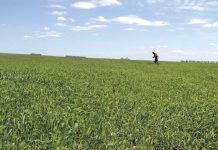 Far North Spirits rye field in June