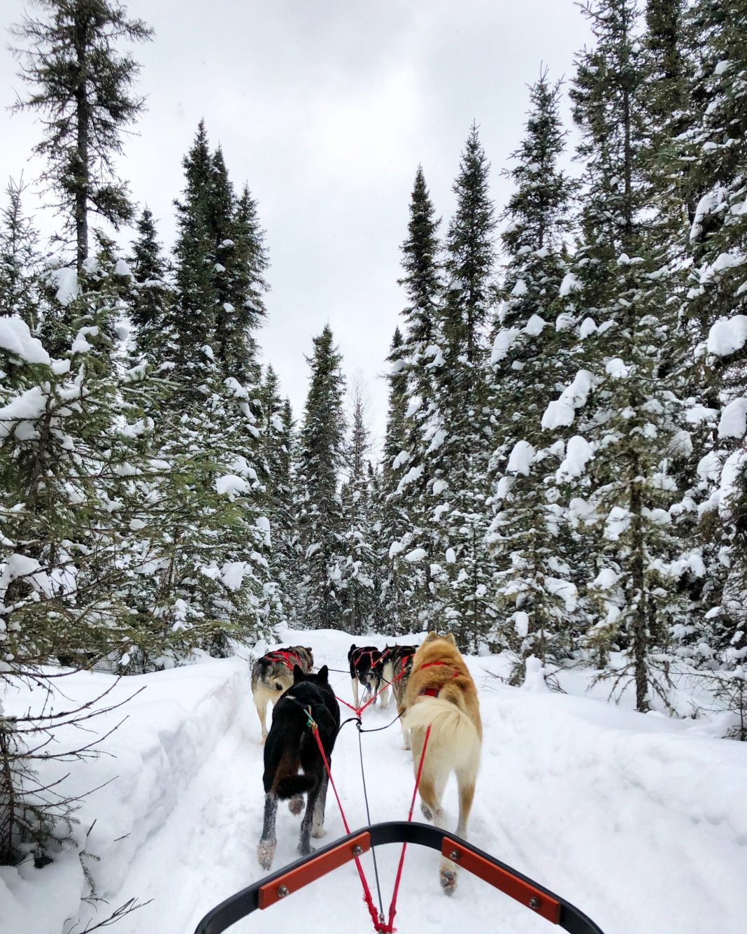 Mushing in Ely