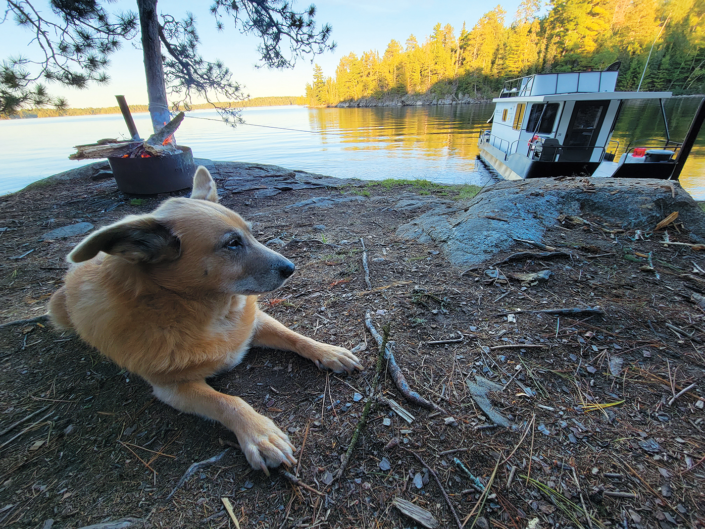 Gray wolf - Voyageurs National Park (U.S. National Park Service)