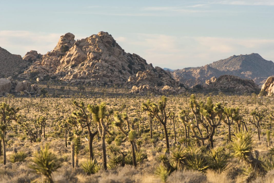 Lost Horse Valley, part of Joshua Tree National Park