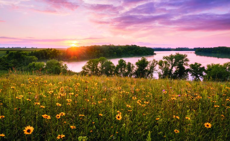 Snapshot: Sunset Over Wildflowers in Southern Minnesota