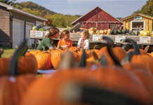 Kids sitting in a pumpkin patch